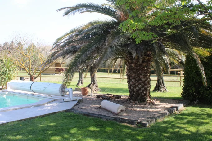 Grande piscine avec palmier