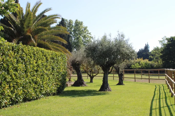 Jardin provençal avec des oliviers & des palmiers