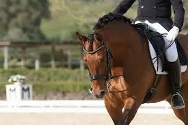 Cheval de dressage